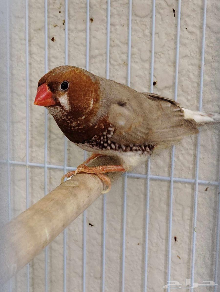 جوز زيبرا اورانج بفروخه (تم البيع )64616289176834111