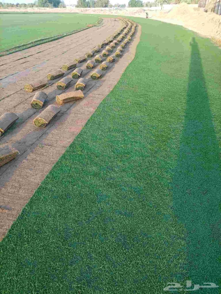 ثيل طبيعي ياباني وفرنسي وسي درجه اولى رقم واحد64610330464257111