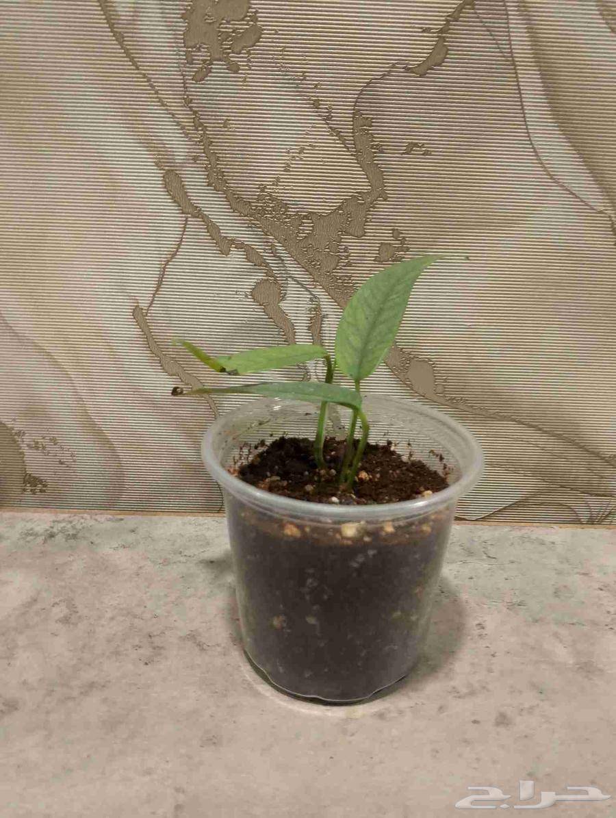 من النوادر بوتس سيبو بلو وبوتس تريبي كميه محدوده64607395799939113