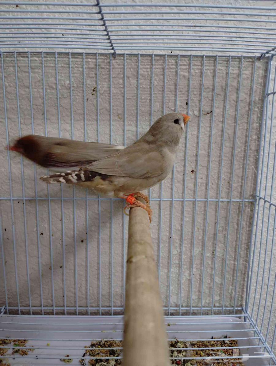 جوز زيبرا اورانج بفروخه (تم البيع )64616289176834113