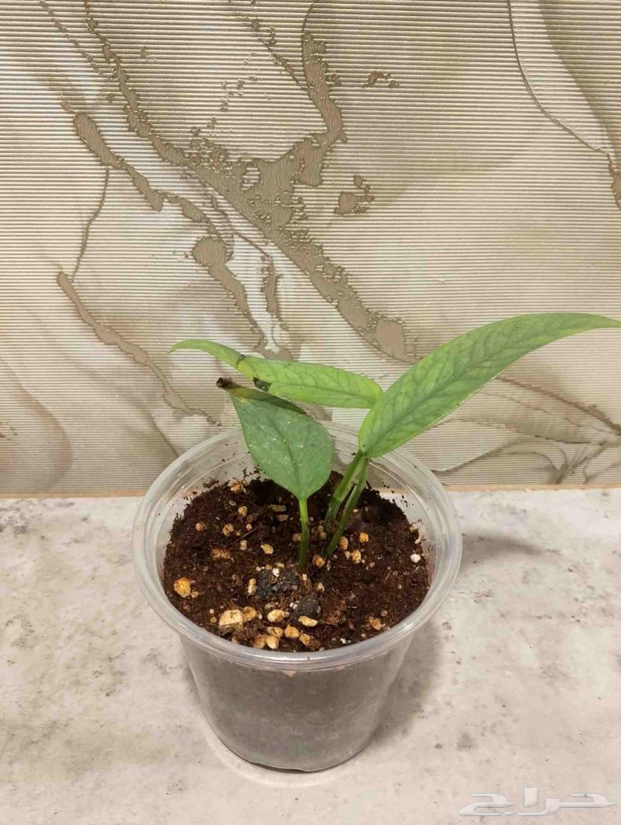 من النوادر بوتس سيبو بلو وبوتس تريبي كميه محدوده64607395799939112