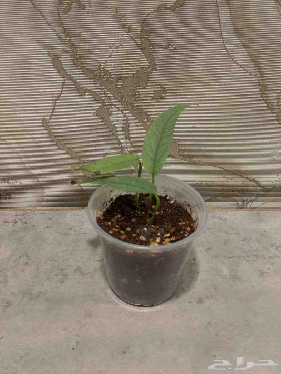 من النوادر بوتس سيبو بلو وبوتس تريبي كميه محدوده64607395799939111