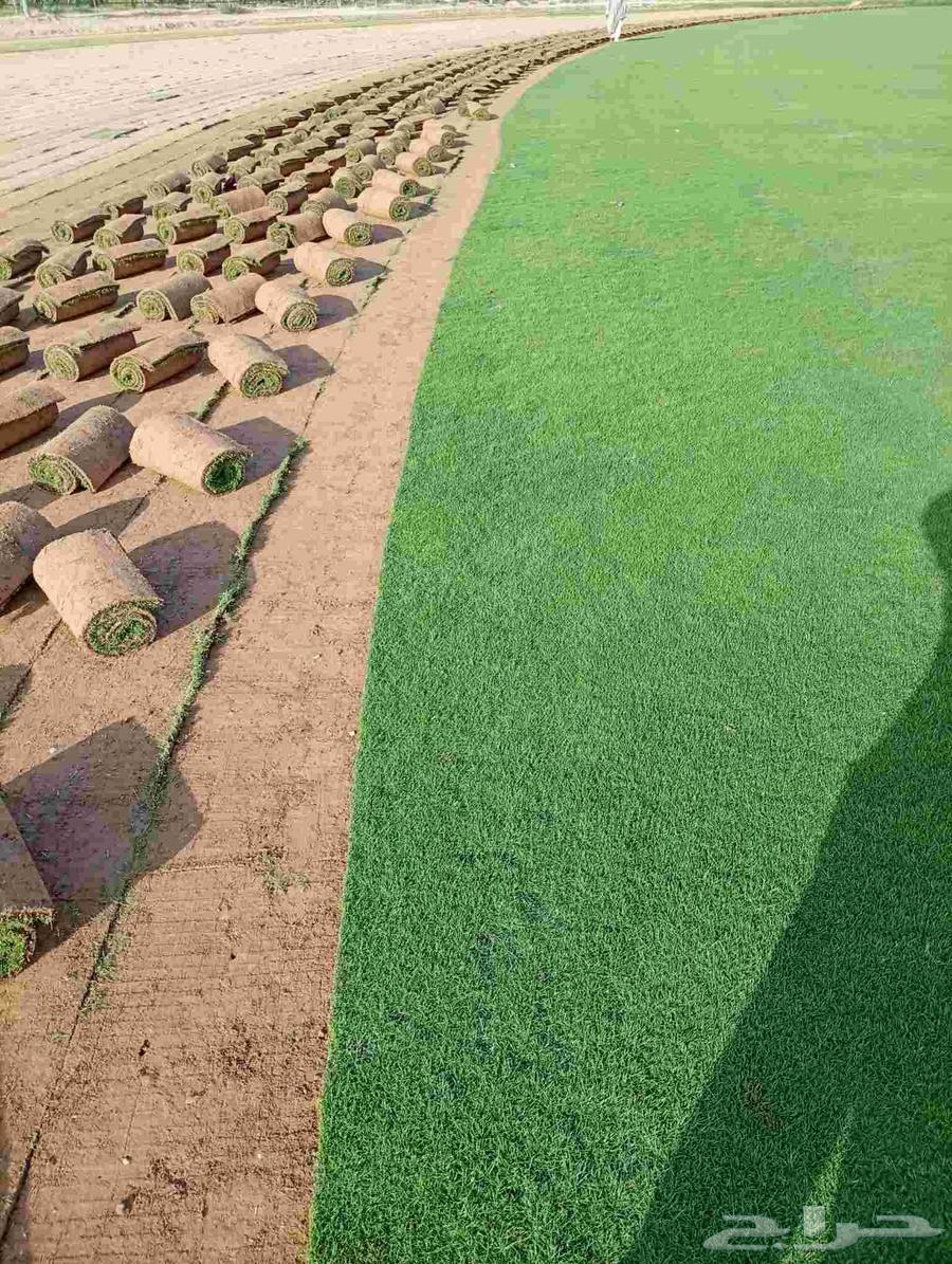 ثيل طبيعي ياباني وفرنسي وسي درجه اولى رقم واحد64610330464257112