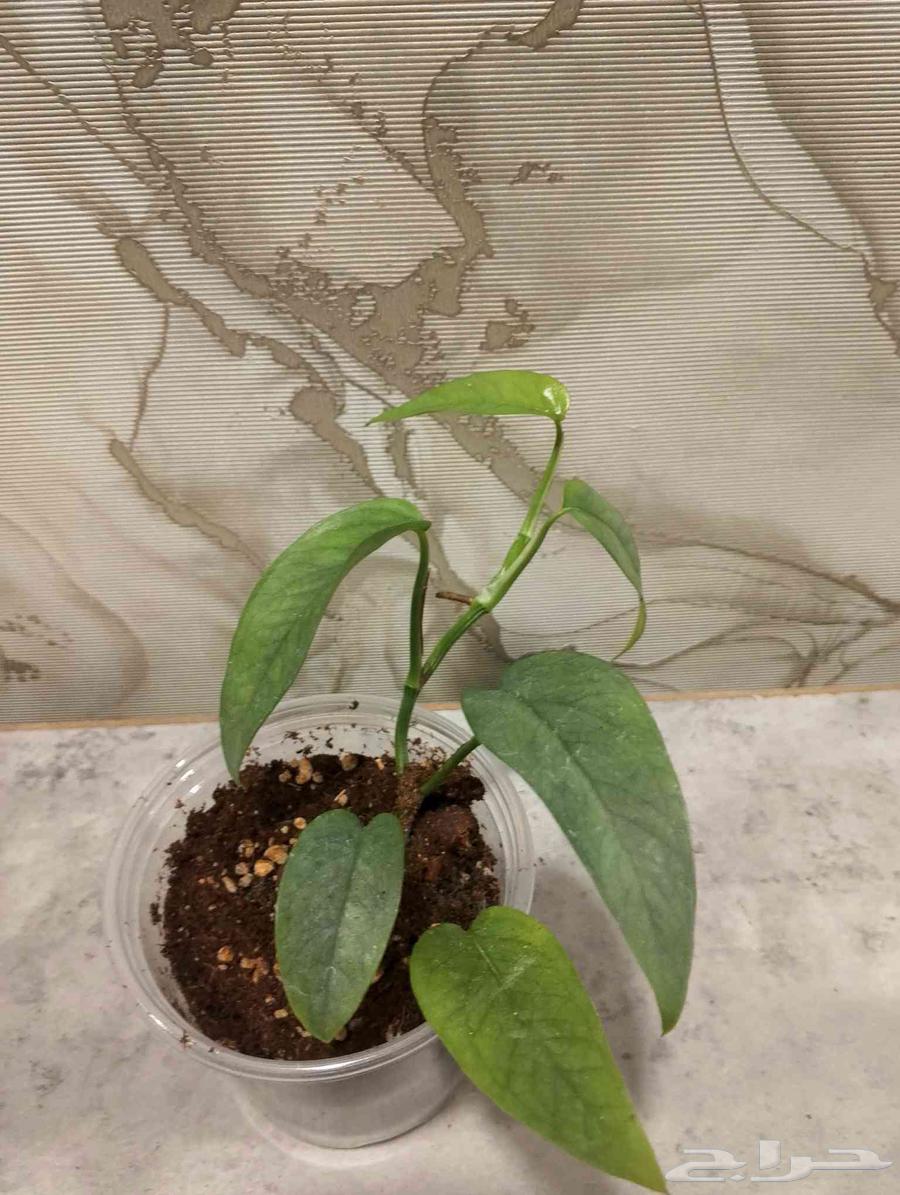 من النوادر بوتس سيبو بلو وبوتس تريبي كميه محدوده64607395799939110