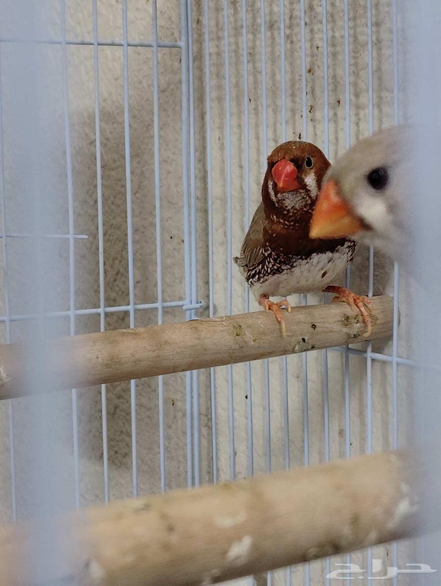 جوز زيبرا اورانج بفروخه (تم البيع )64616289176834114