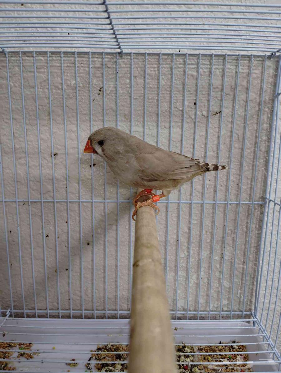 جوز زيبرا اورانج بفروخه (تم البيع )64616289176834112