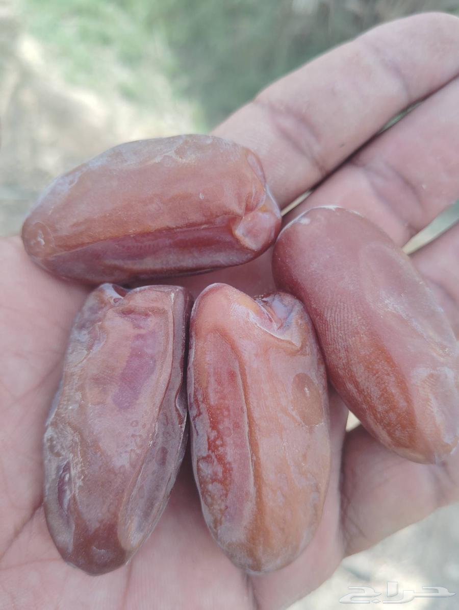 Vegetable No. 1, Large Pill, Price per Carton: 120 SAR, Contact Us64610293471234112