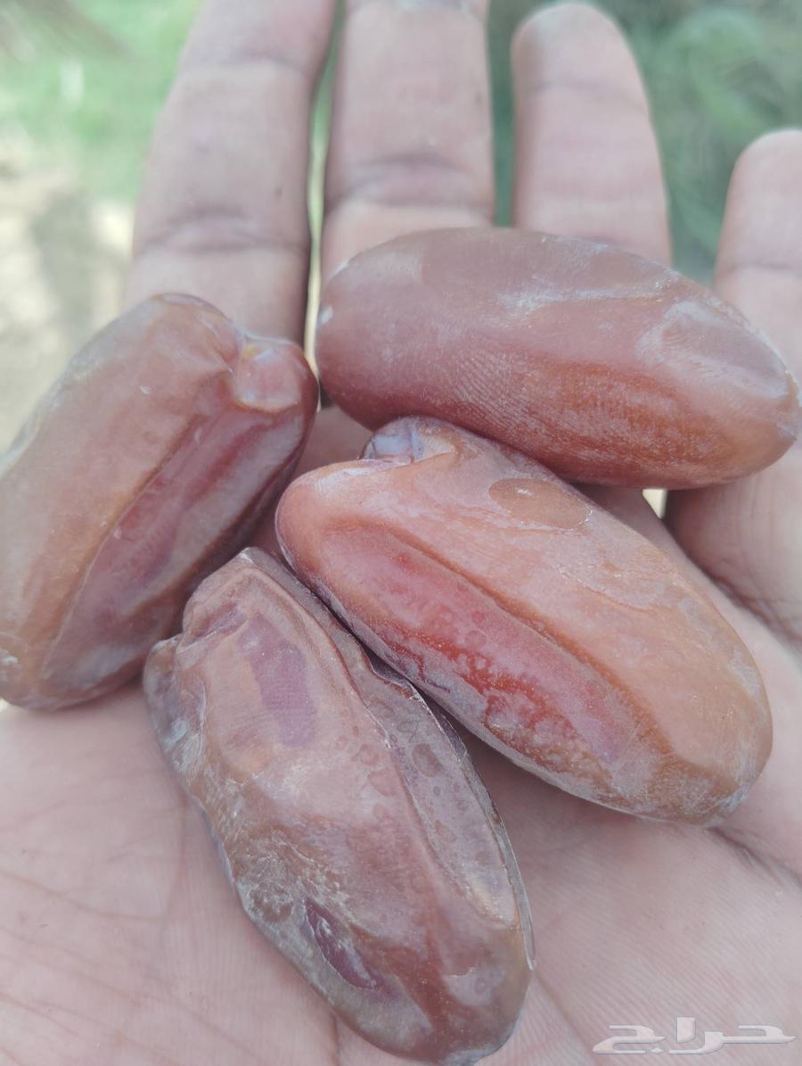 Vegetable No. 1, Large Pill, Price per Carton: 120 SAR, Contact Us64610293471234110