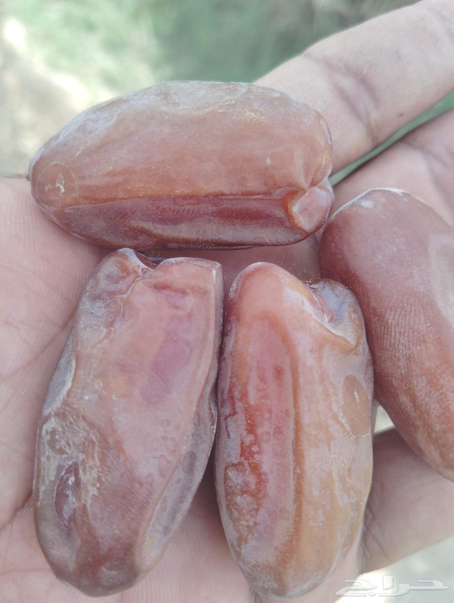 Vegetable No. 1, Large Pill, Price per Carton: 120 SAR, Contact Us64610293471234111