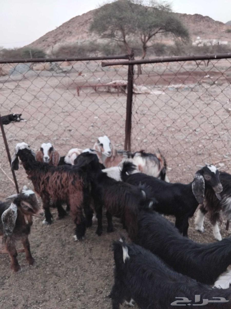 للبيع بهم معزاء واثنين طليان حريه64614707969153110