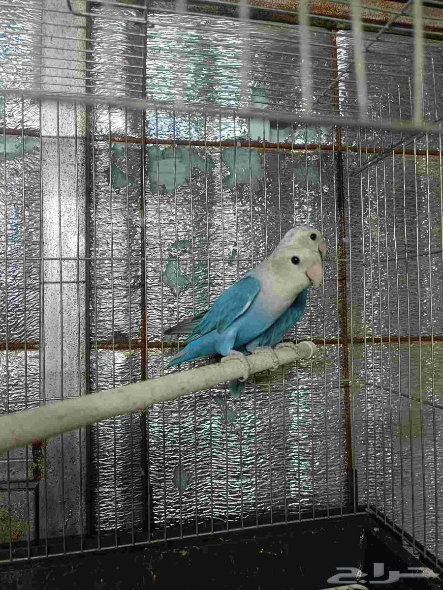 للبيع جوز روز ماربل64615682635394111