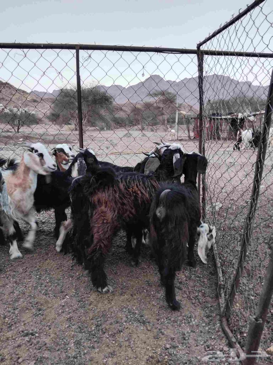 للبيع بهم معزاء واثنين طليان حريه64614707969153114