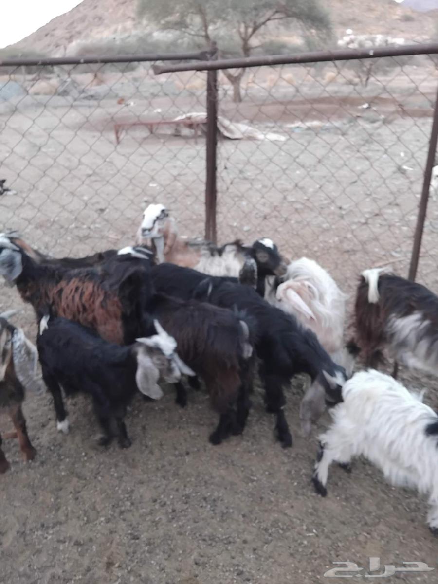 للبيع بهم معزاء واثنين طليان حريه64614707969153113