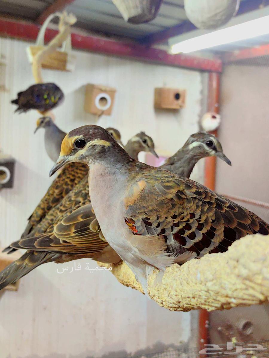 اجواز برونز دوف64614868841089110