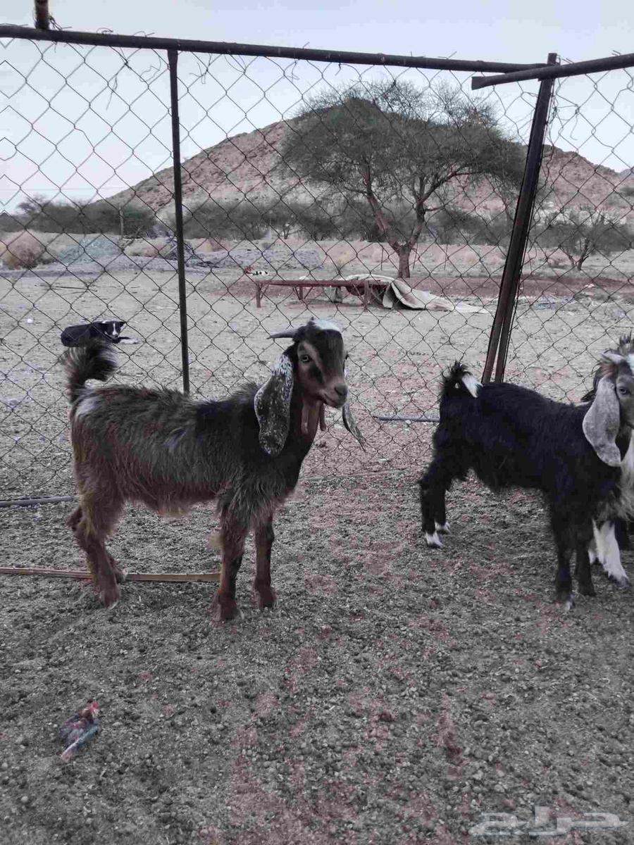 للبيع بهم معزاء واثنين طليان حريه64614707969153112