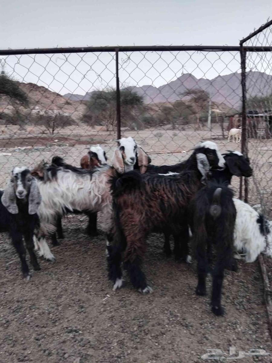 للبيع بهم معزاء واثنين طليان حريه64614707969153111