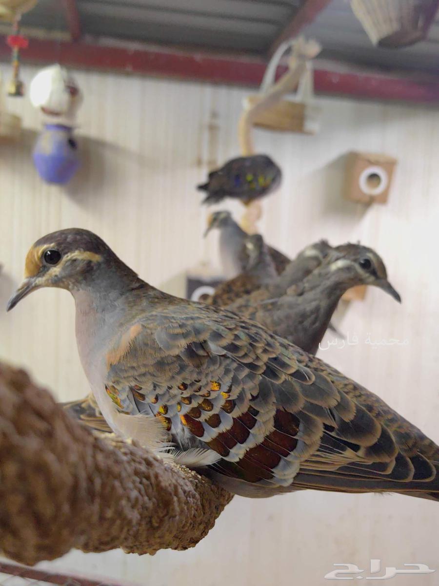 اجواز برونز دوف64614868841089112