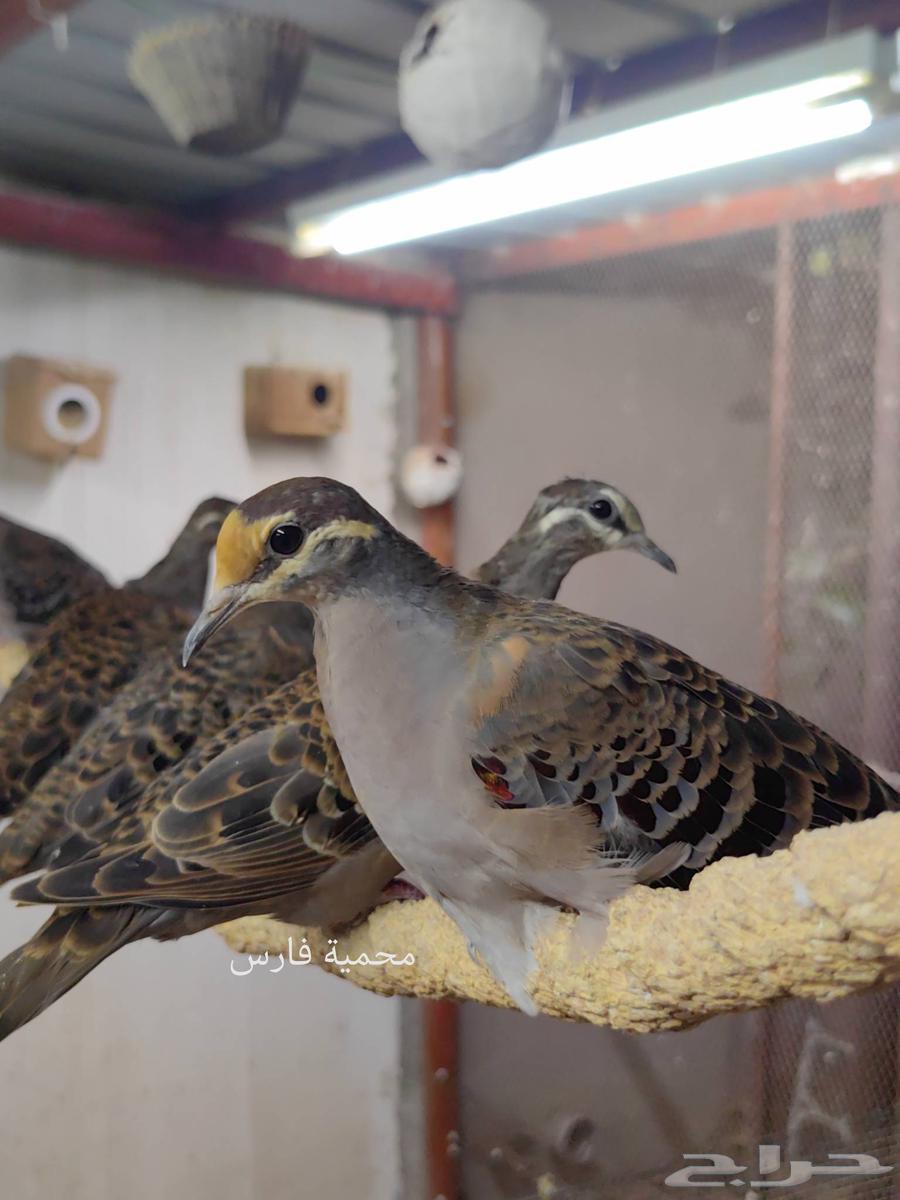 اجواز برونز دوف64614868841089111