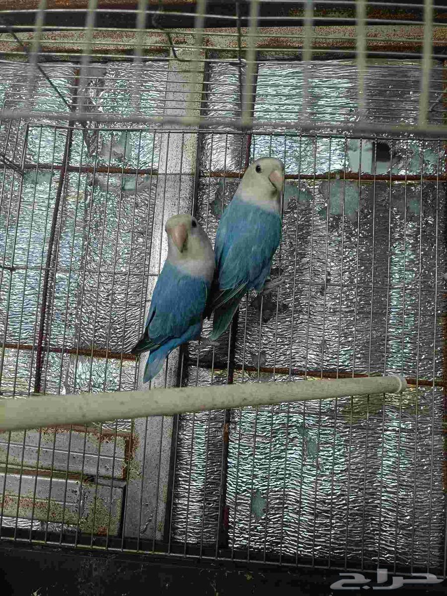 للبيع جوز روز ماربل64615682635394112