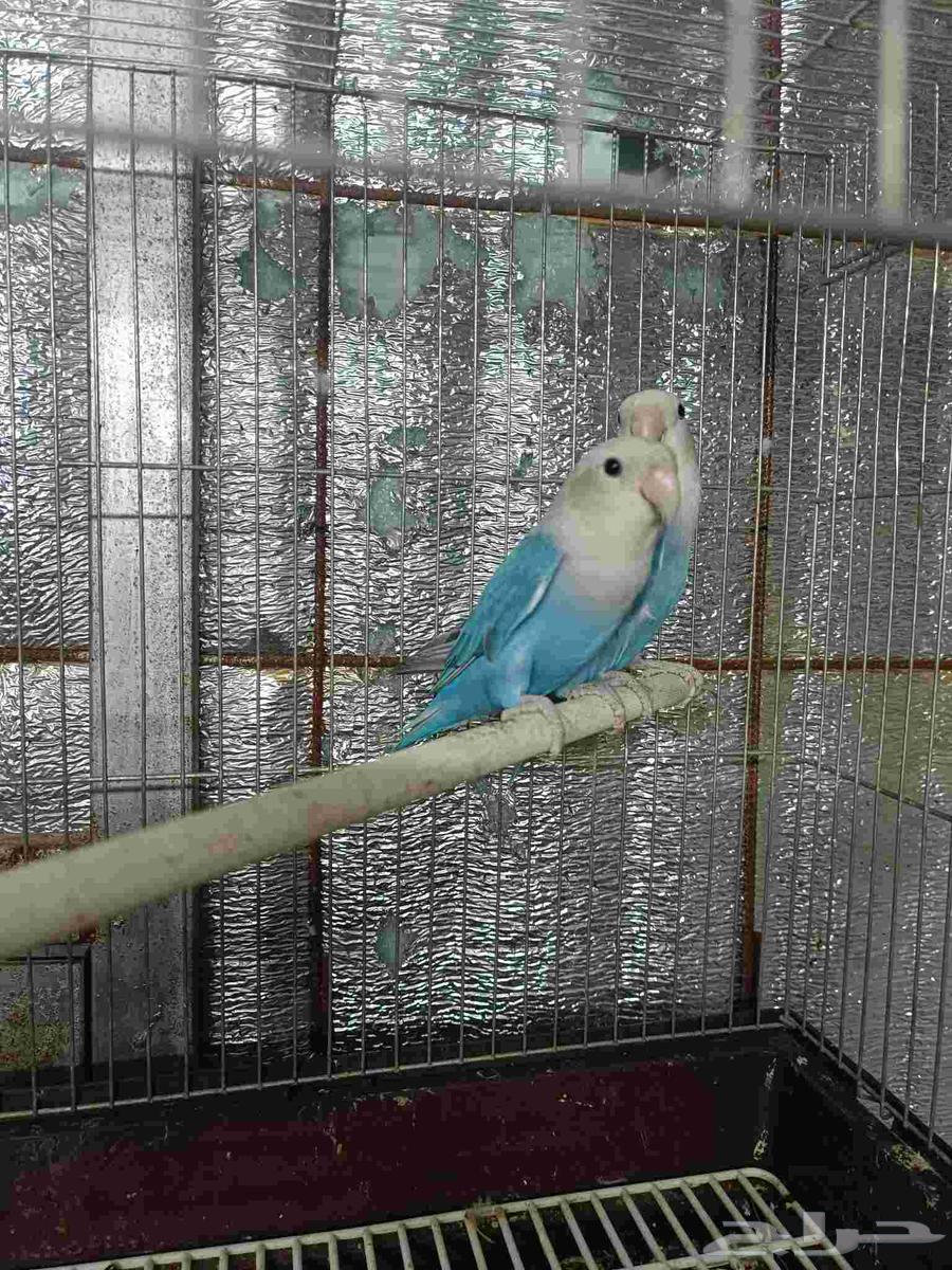 للبيع جوز روز ماربل64615682635394110