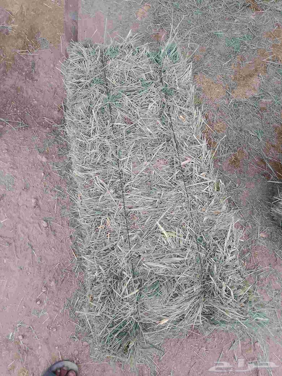 Peace be upon you and the mercy of Allah. New, soft, high-quality Rhodes, free of impurities.64608746069761112