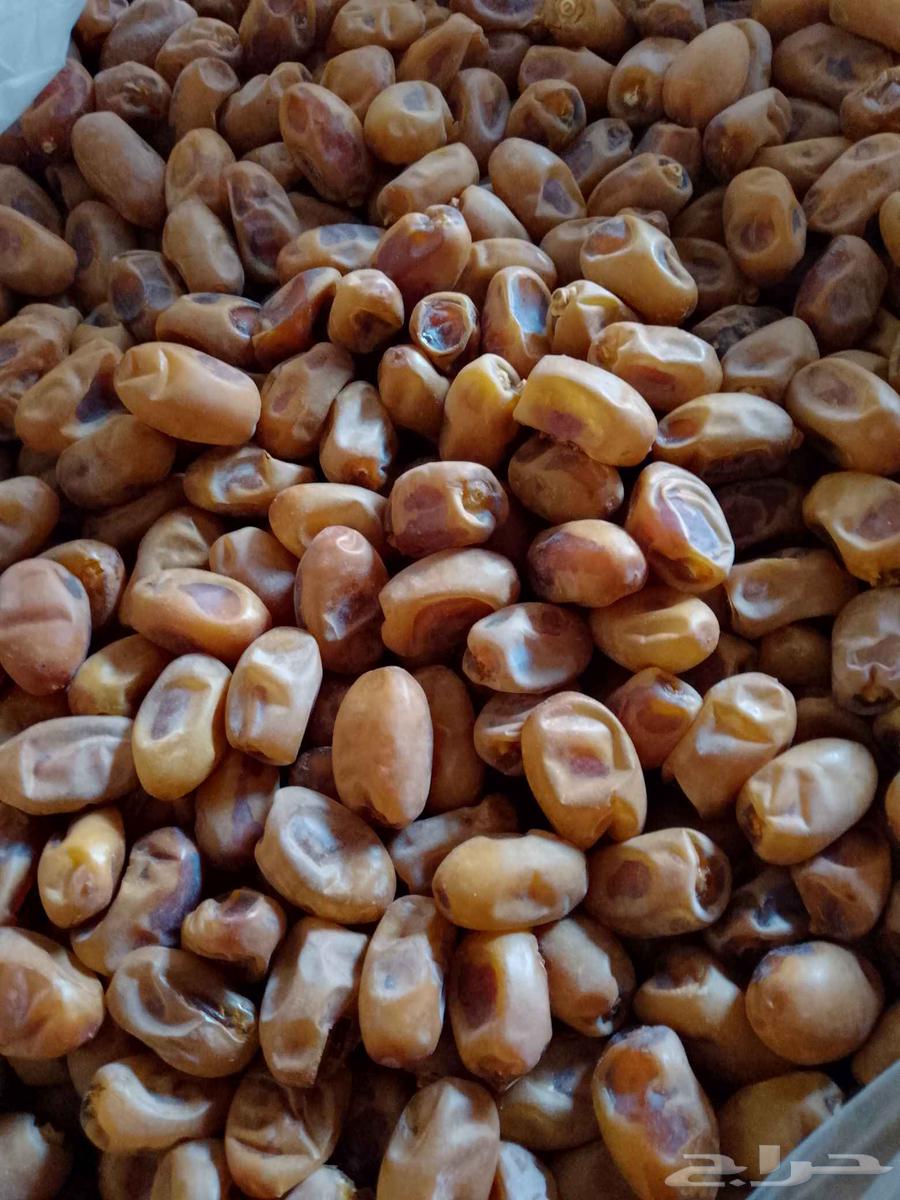 عندنا تمر خلاص للبيع64610741430274111