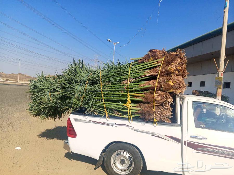 Date palms for sale in Mecca, Jeddah, Taif - date palms of all types and sizes64606262754818114