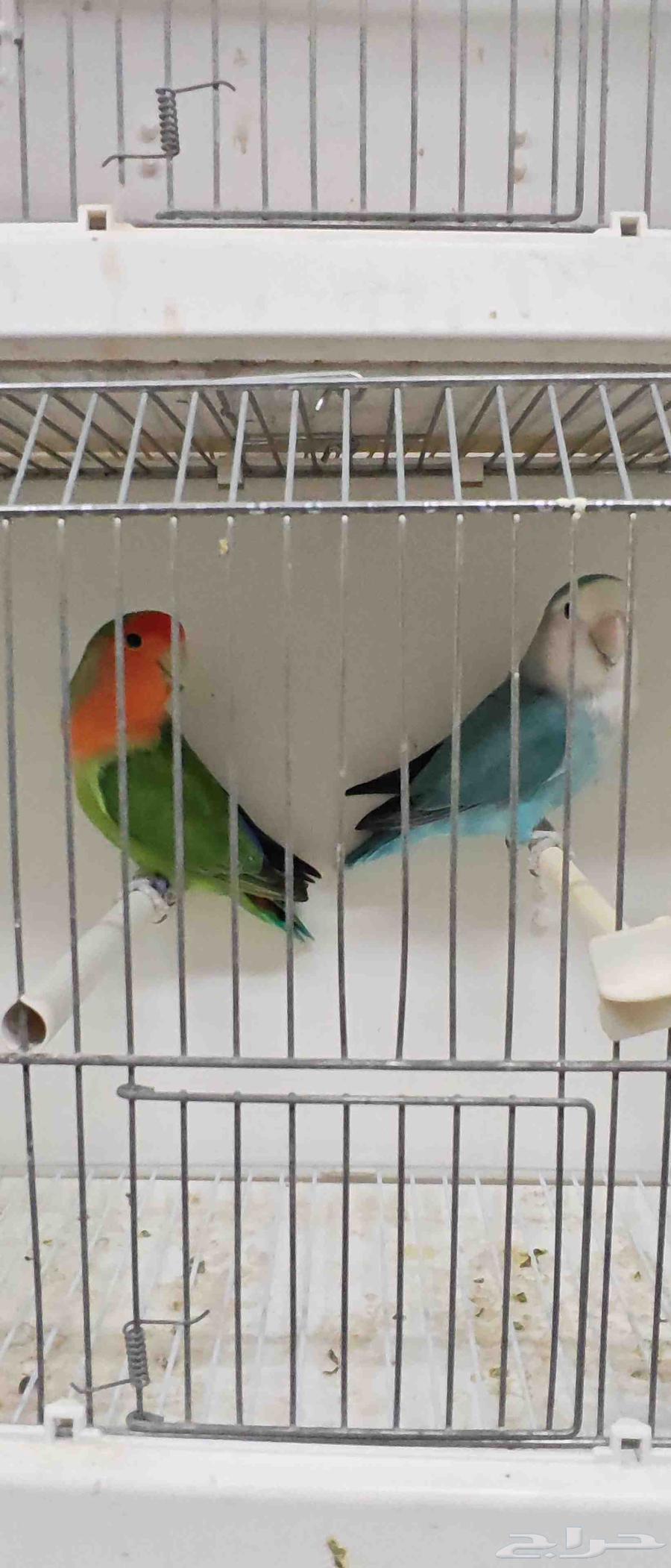 للبيع ذكرين روز64611405237633112