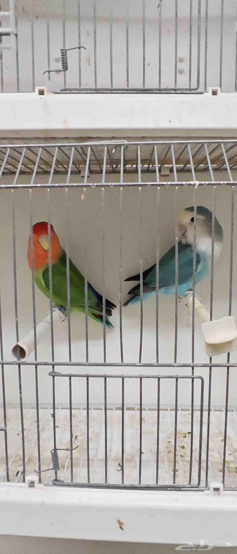 للبيع ذكرين روز64611405237633110