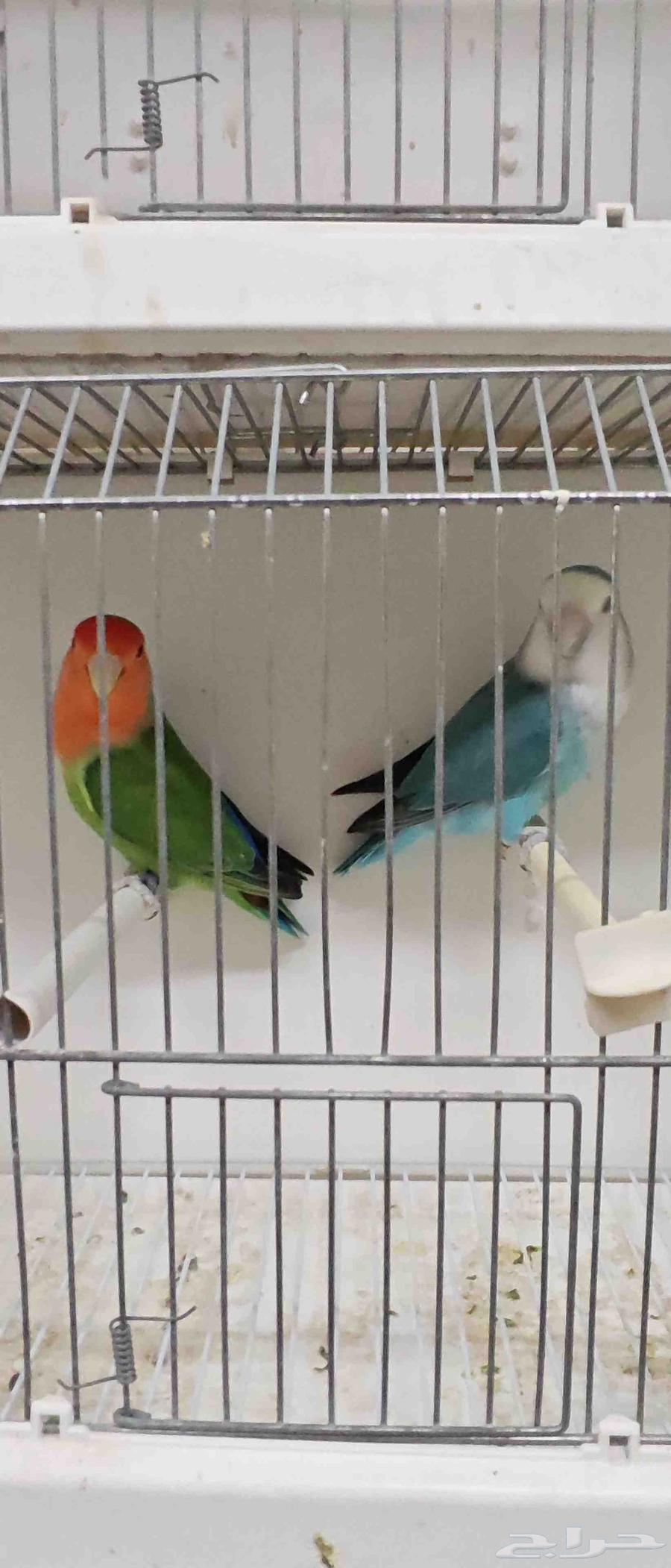 للبيع ذكرين روز64611405237633111