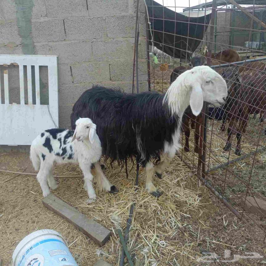 شاه نجدية64615127985153113