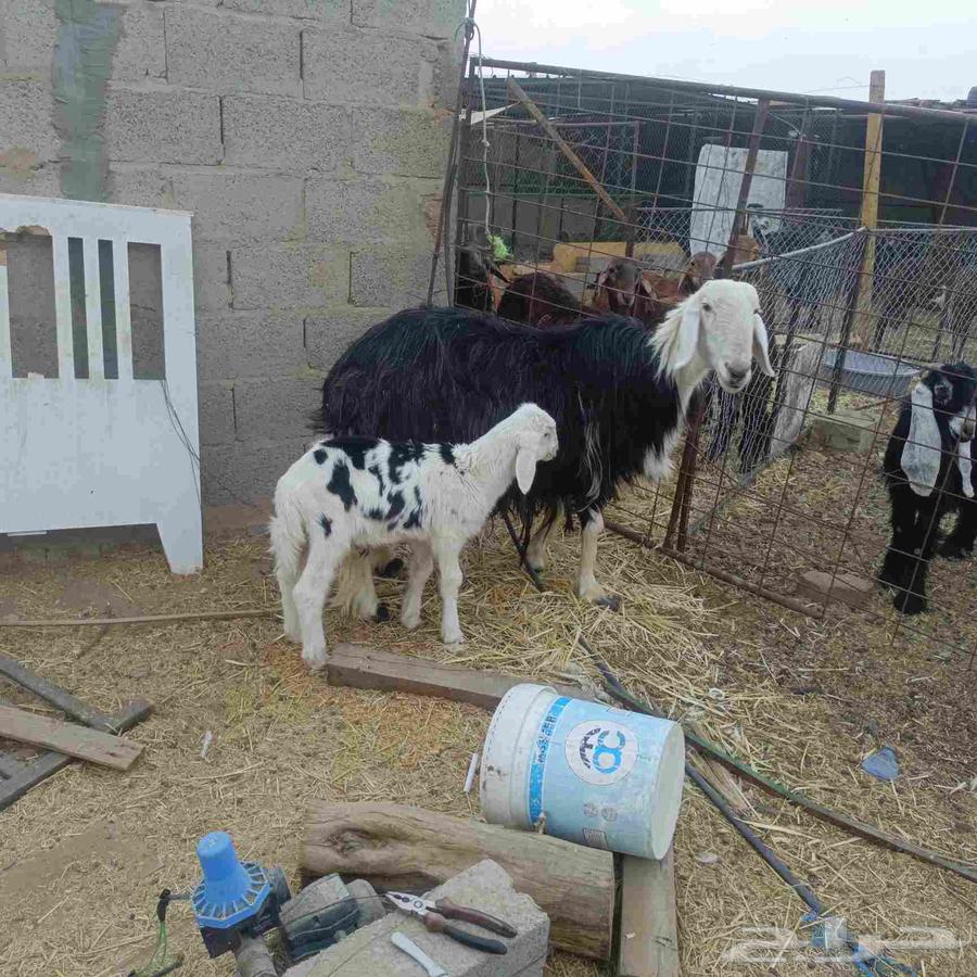 شاه نجدية64615127985153111