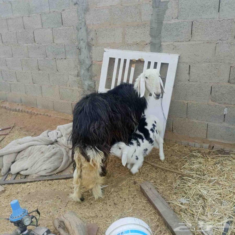 شاه نجدية64615127985153112