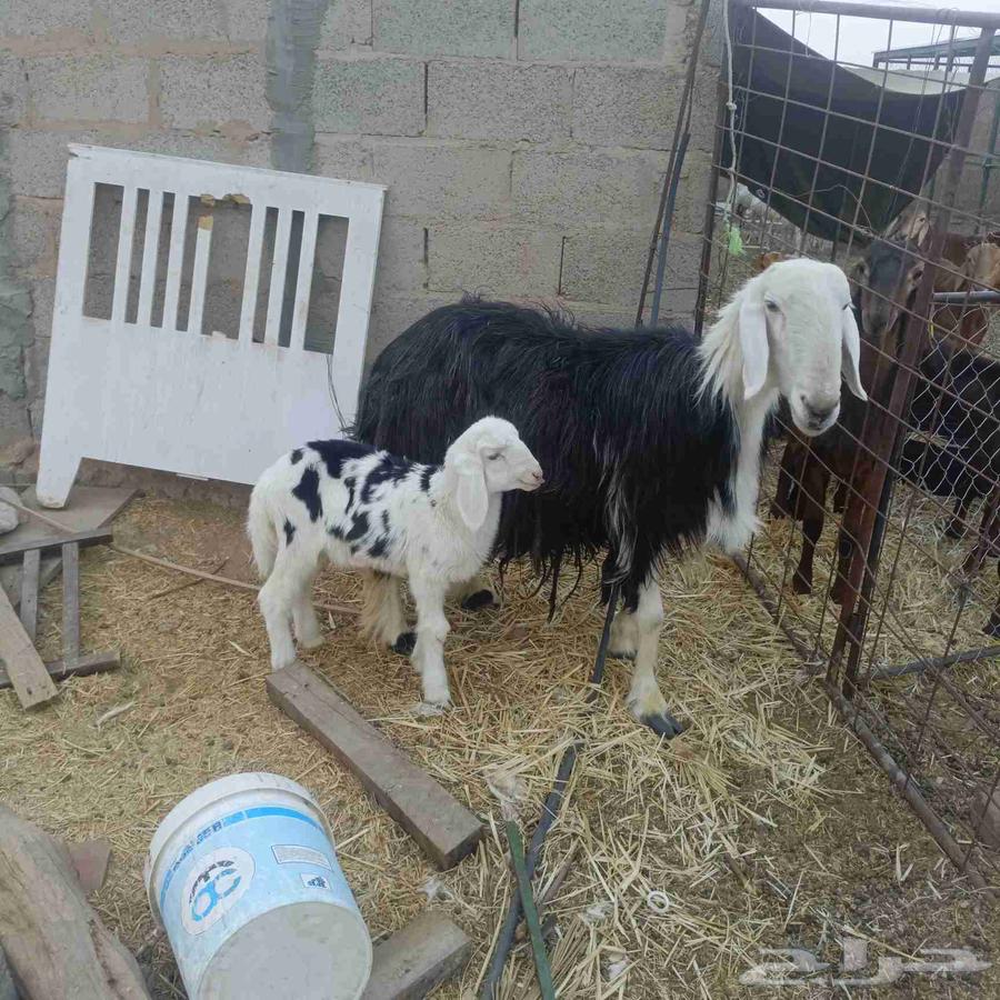 شاه نجدية64615127985153110