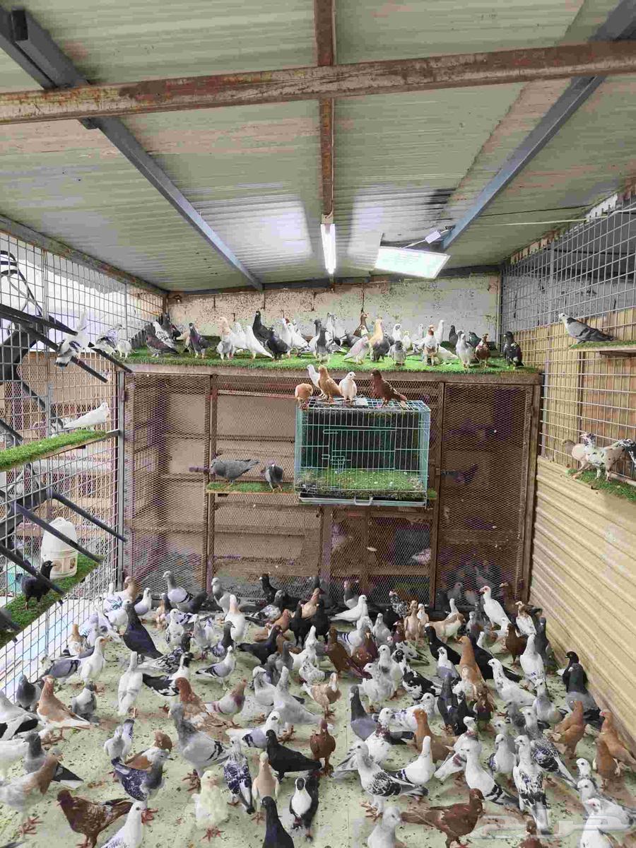 للبيع الموقع الرياضالعدد تقريبا 200 حبه64611930084993111