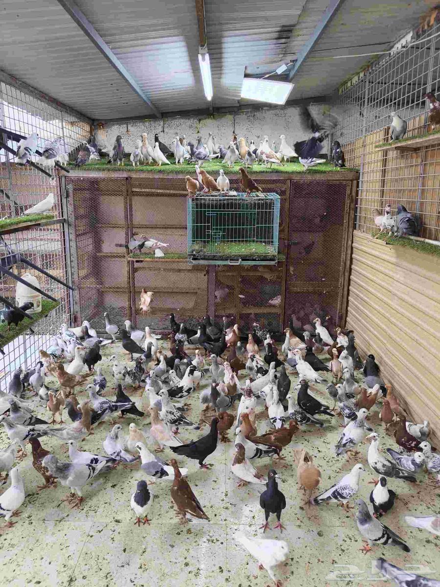 للبيع الموقع الرياضالعدد تقريبا 200 حبه64611930084993110