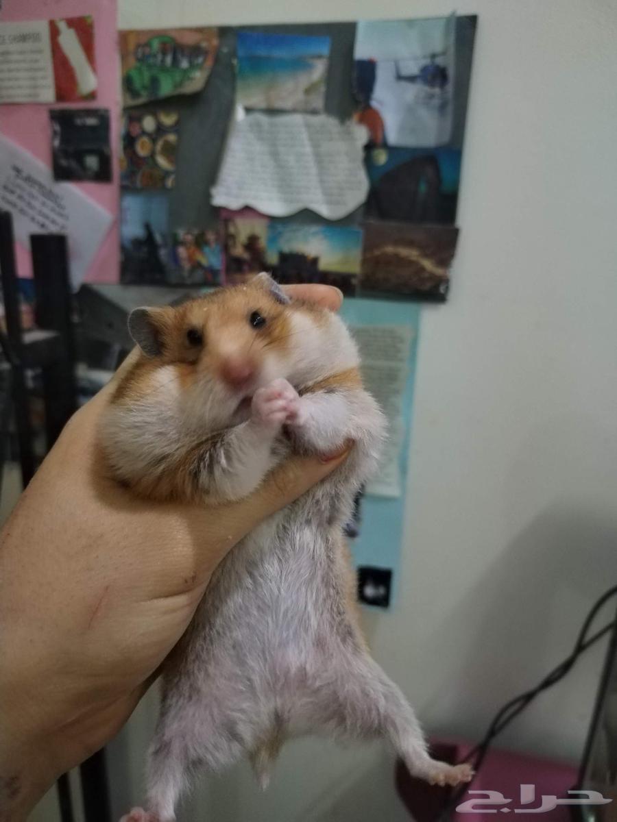 Domesticated and productive hamsters64615238455939111