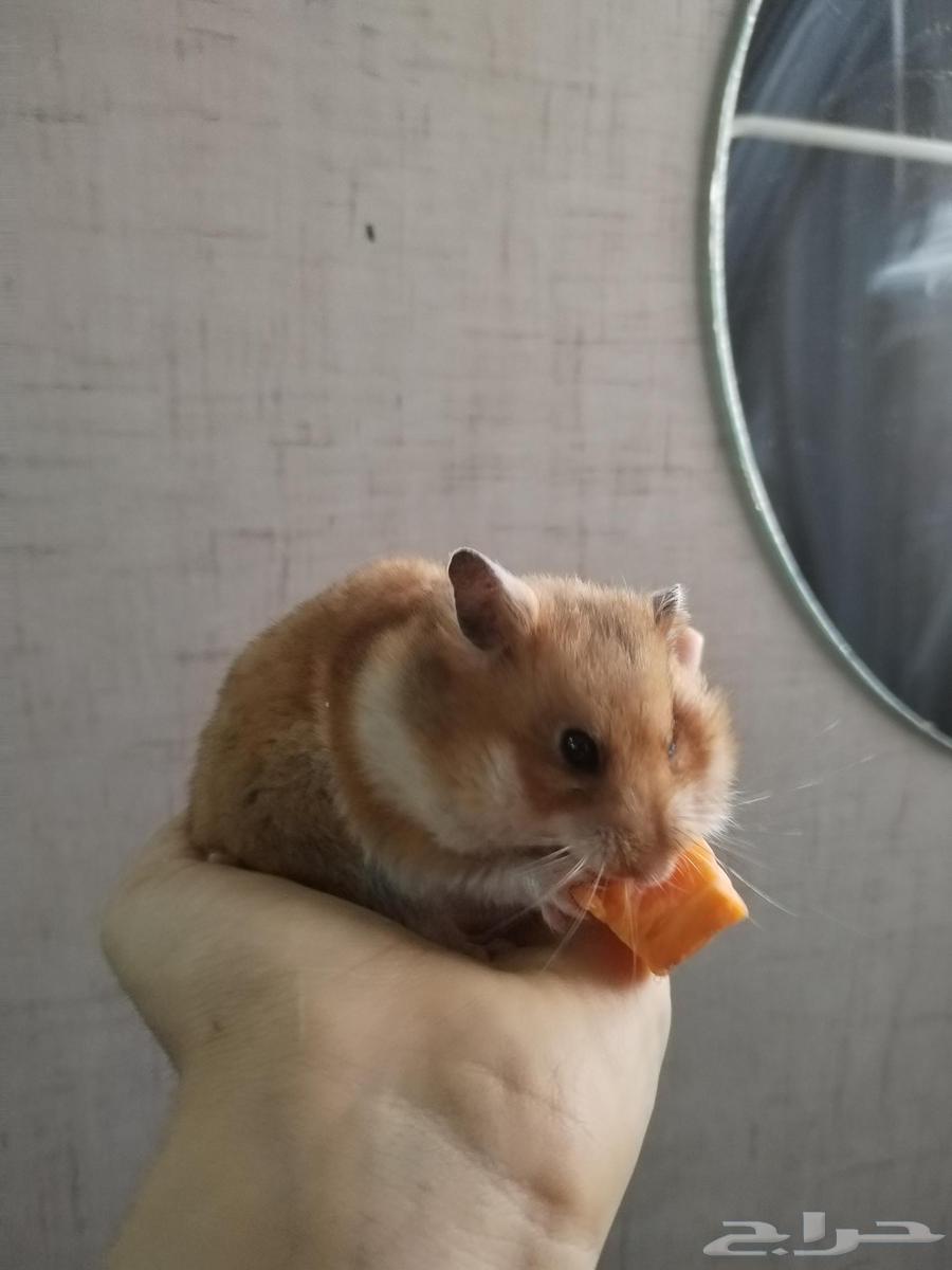 Domesticated and productive hamsters64615238455939113