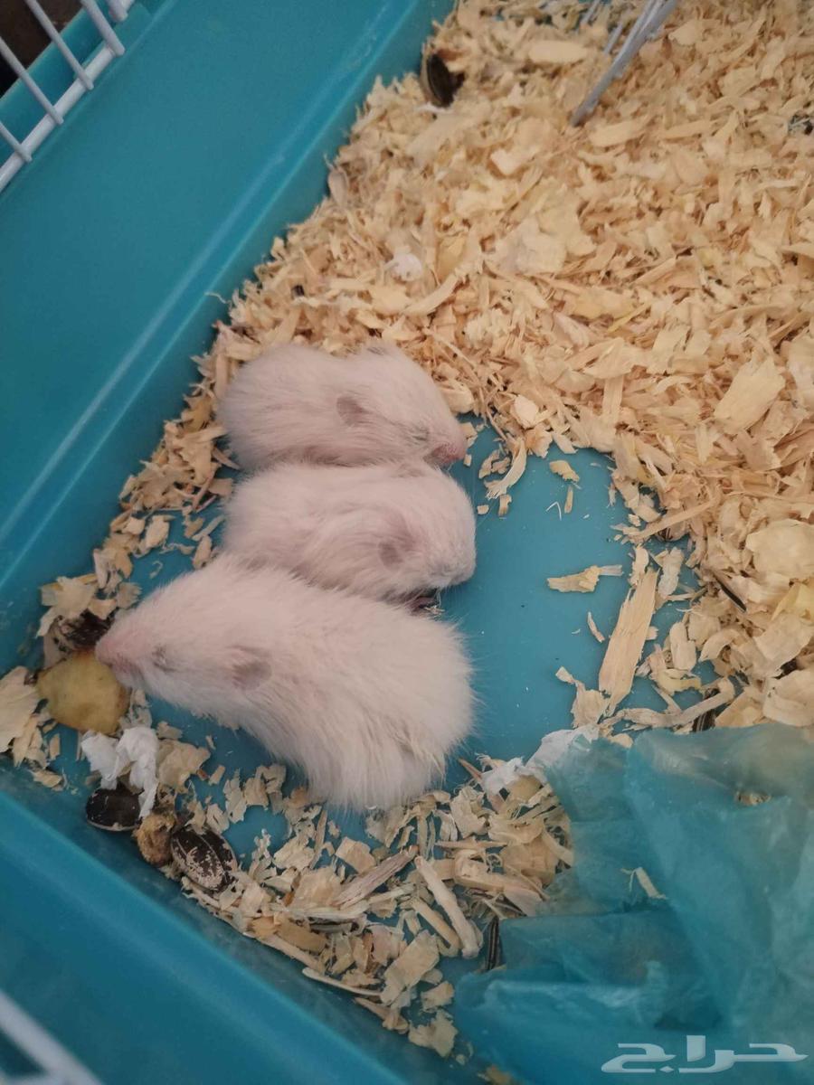 Domesticated and productive hamsters64615238455939112