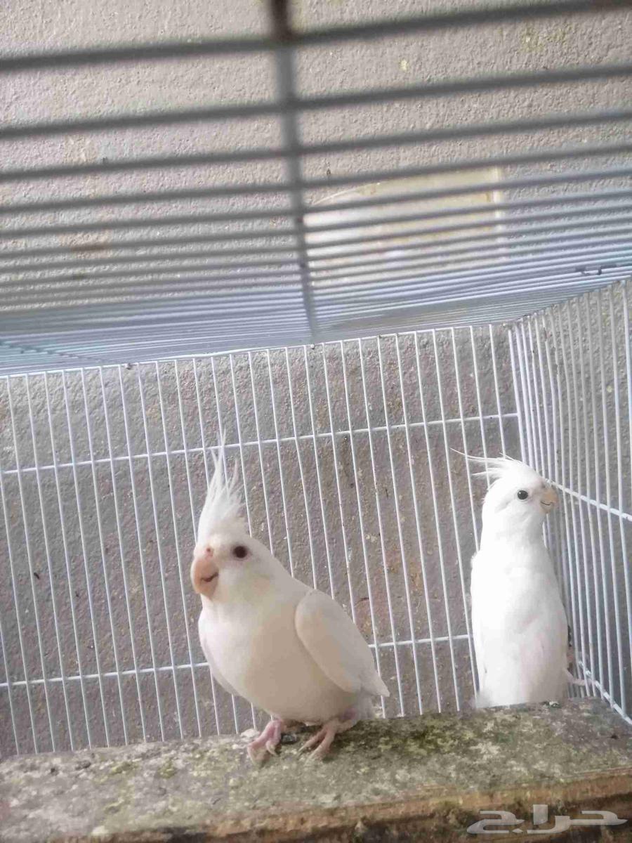 (تم البيع) زوج كروان البينو64606998091906111