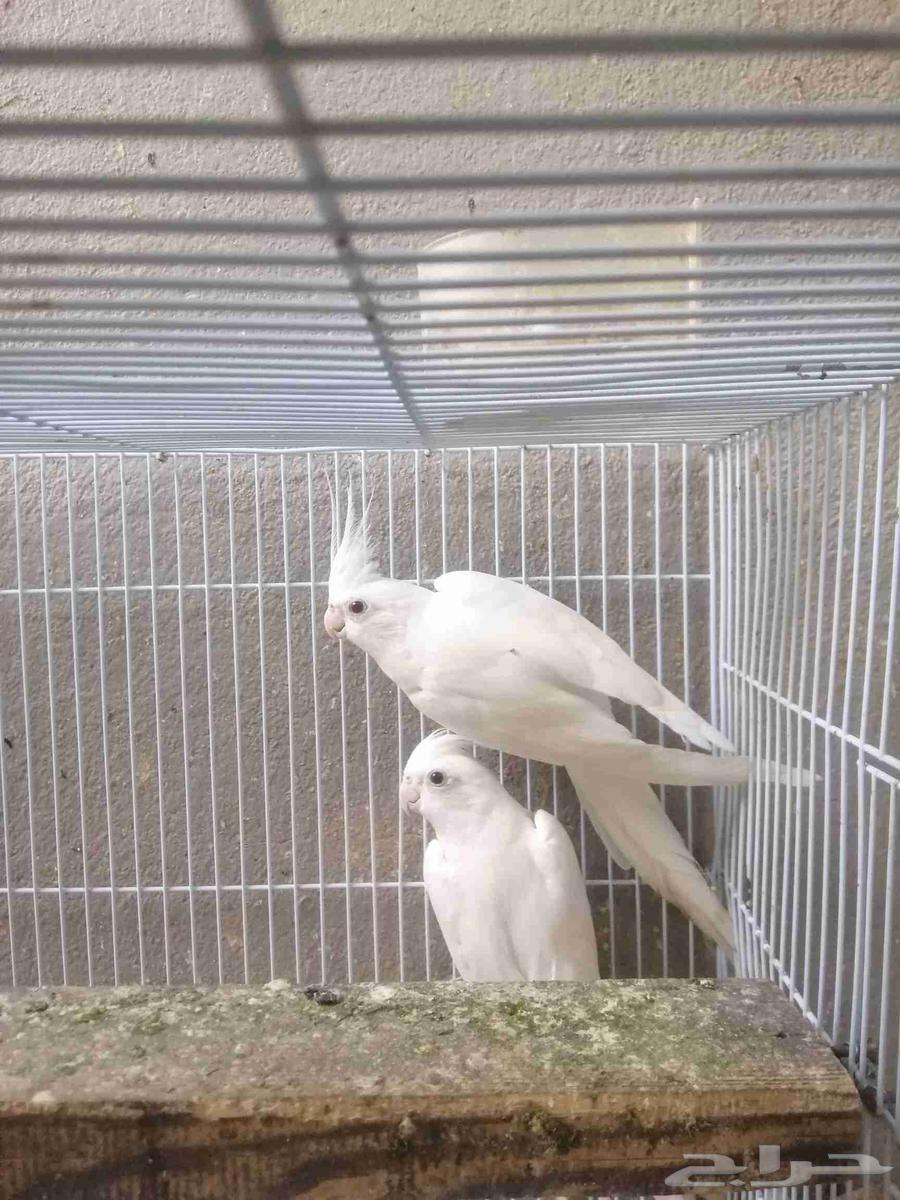 (تم البيع) زوج كروان البينو64606998091906112