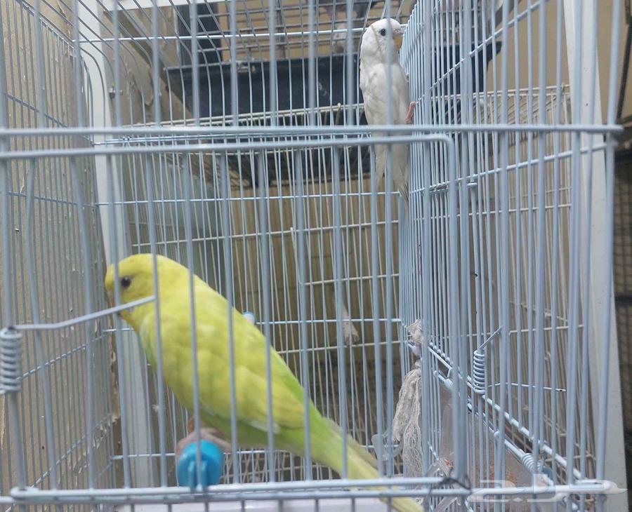 للبيع زوج بادجي64614646272259114