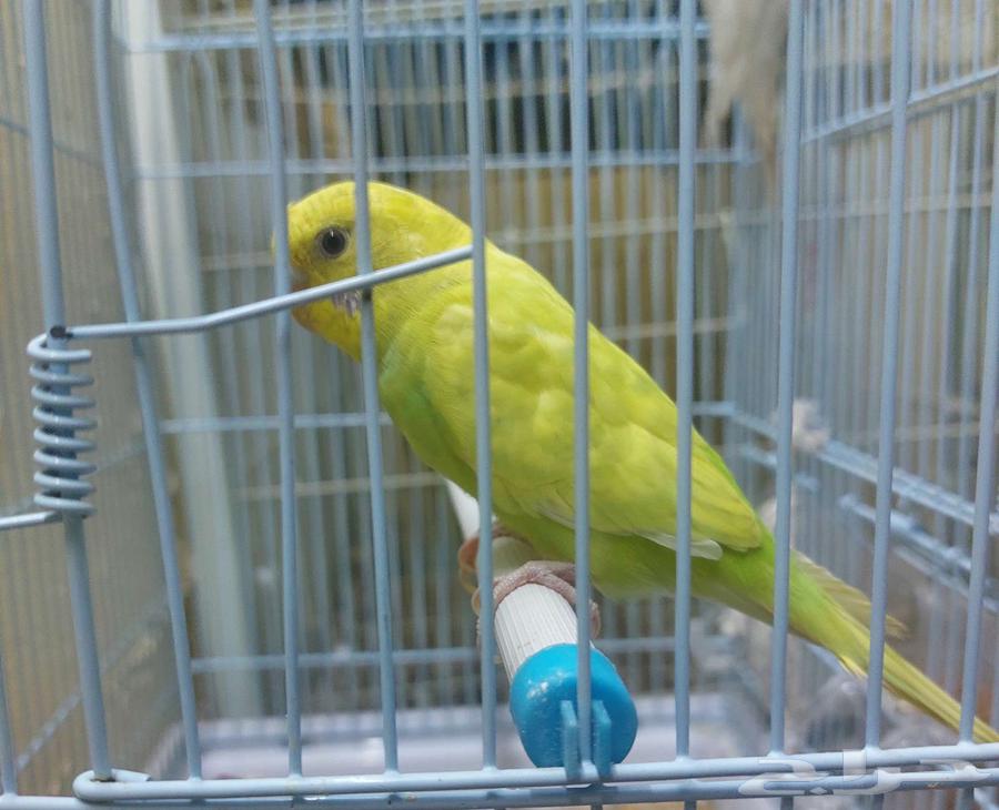 للبيع زوج بادجي64614646272259111