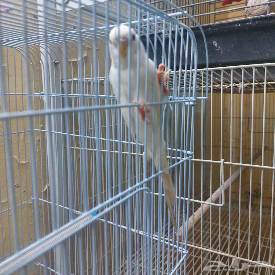 للبيع زوج بادجي64614646272259113