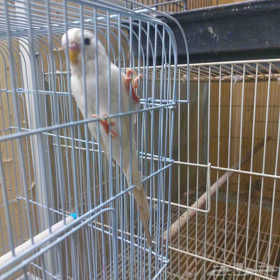 للبيع زوج بادجي64614646272259110