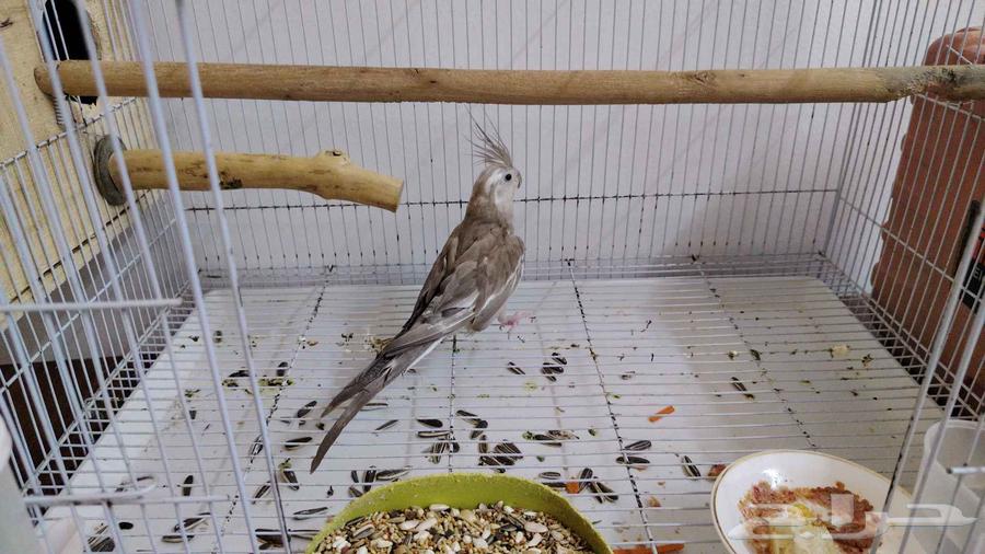 للبيع اثنى كروان هولندي64608746061443111