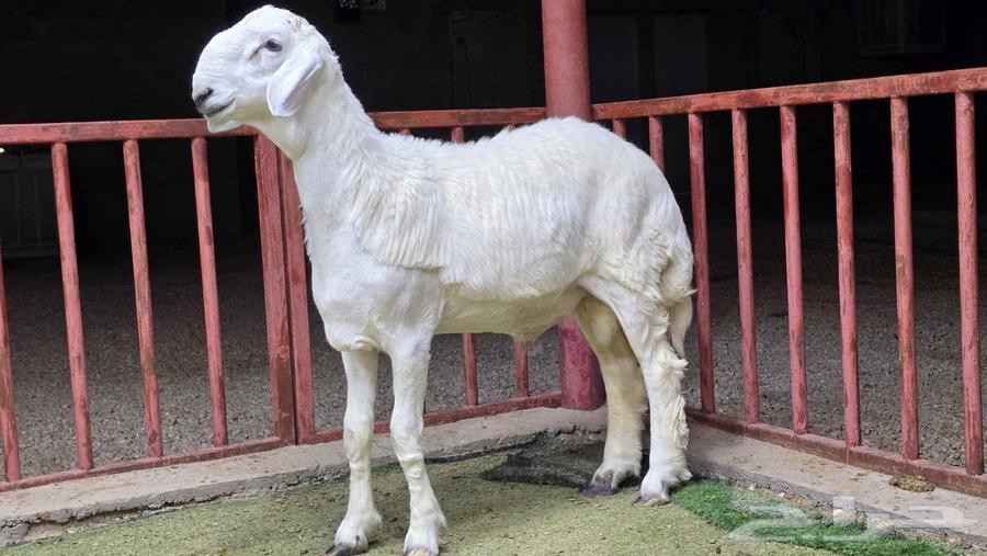 Breeding Roosters Projects for Sale, Different Categories64614496986753113