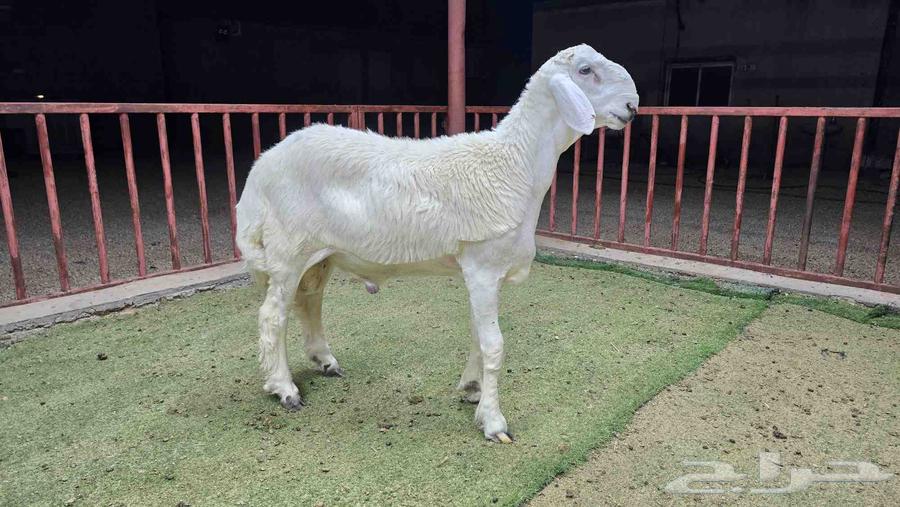 Breeding Roosters Projects for Sale, Different Categories64614496986753112