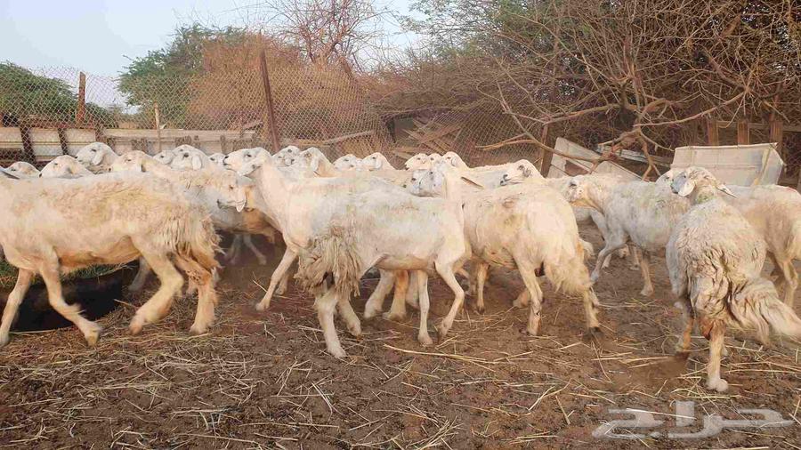53 Sheep for Sale: Free-Range, Dafieh-Bred, Ultrasound-Examined Sheep64608190676739114