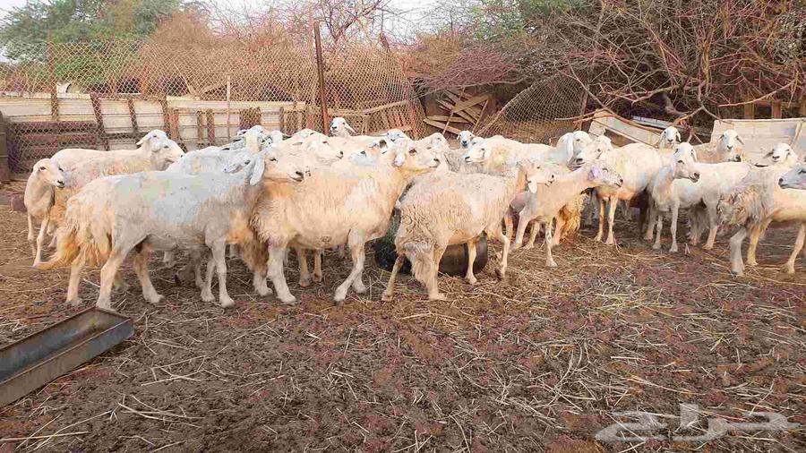 53 Sheep for Sale: Free-Range, Dafieh-Bred, Ultrasound-Examined Sheep64608190676739111